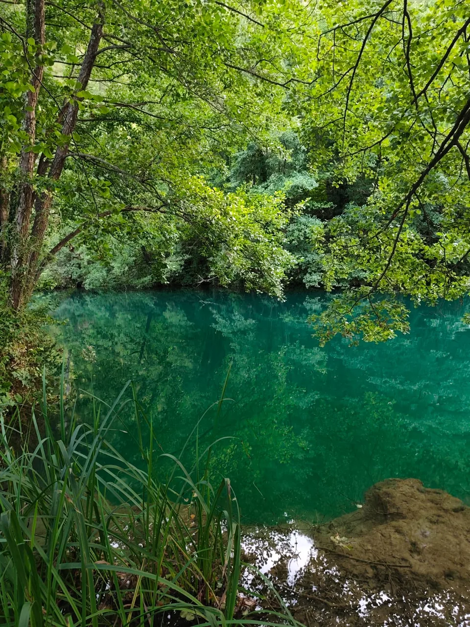 Türkisgrünes Wasser der Pliva unter Bäumen