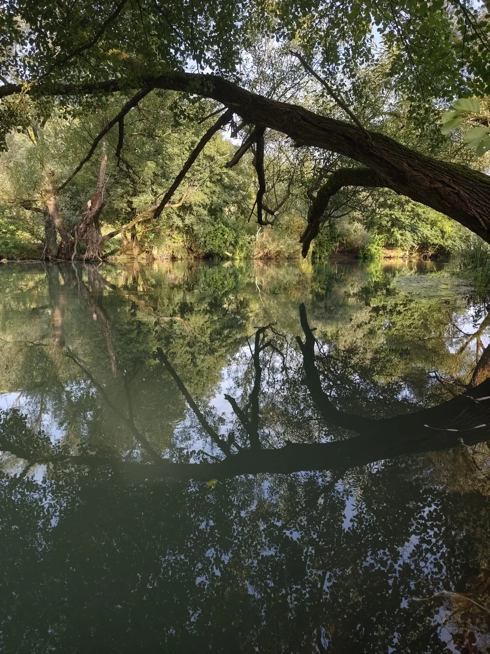 Bäume spiegeln sich im ruhigen Wasser der Pliva